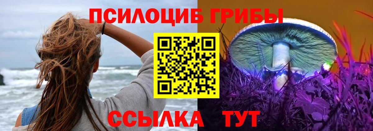 Галлюциногенные грибы Psilocybe Медногорск